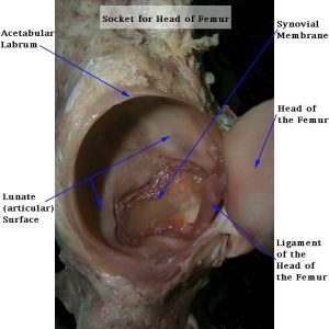 Anatomia do labrum