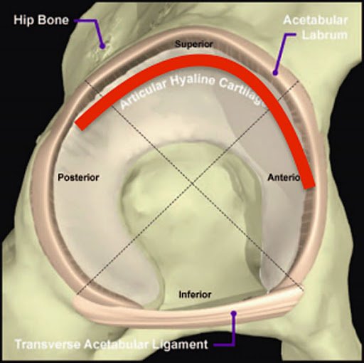 Função do Lábio acetabular